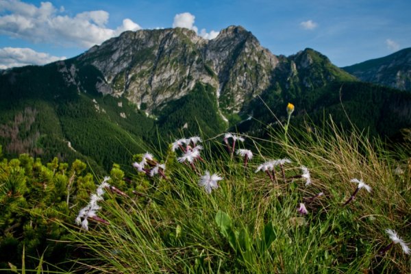 /images/card/atrakcje-stara/giewont.jpg - Willa Bachledówka - Noclegi Zakopane