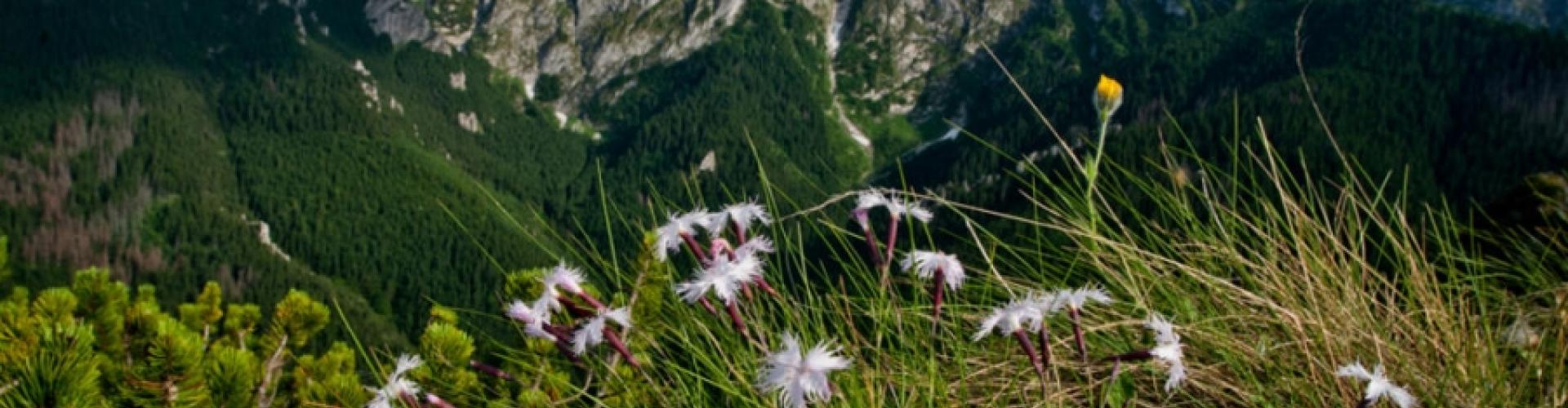 Giewont